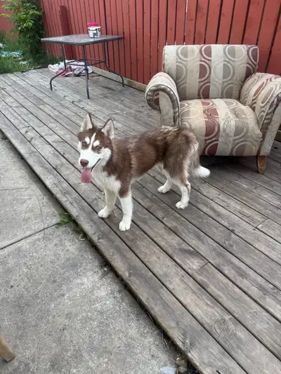 Dog (husky )Labrador husky, View more