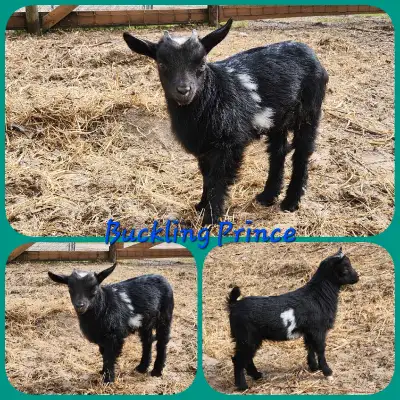 Beautiful Pygmy Wether Goat, View more