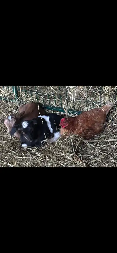 baby dairy goats for sale, View more