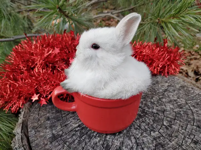 EXTRAORDINARY NETHERLAND DWARF/ JERSEY WOOLY/ LIONHEAD BUNNIES in Small Animals for Rehoming in Kingston - Image 9