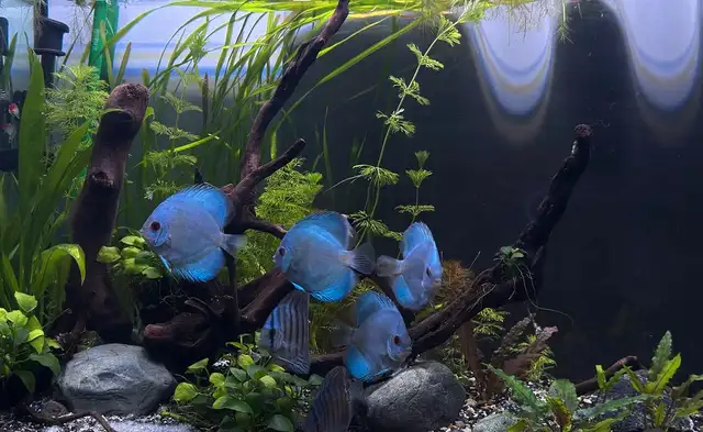 Blue Diamond and Cobalt Discus in Fish for Rehoming in London - Image 5