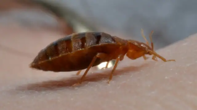 BEDBUGS,ROACHES,ANTS,MICE CONTROL.. LOWEST PRICES482652950018795520