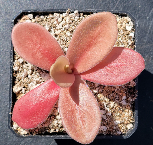 Pinguicula Gigantea Red butterwort carnivorous plant in Plants, Fertilizer & Soil in City of Toronto - Image 4