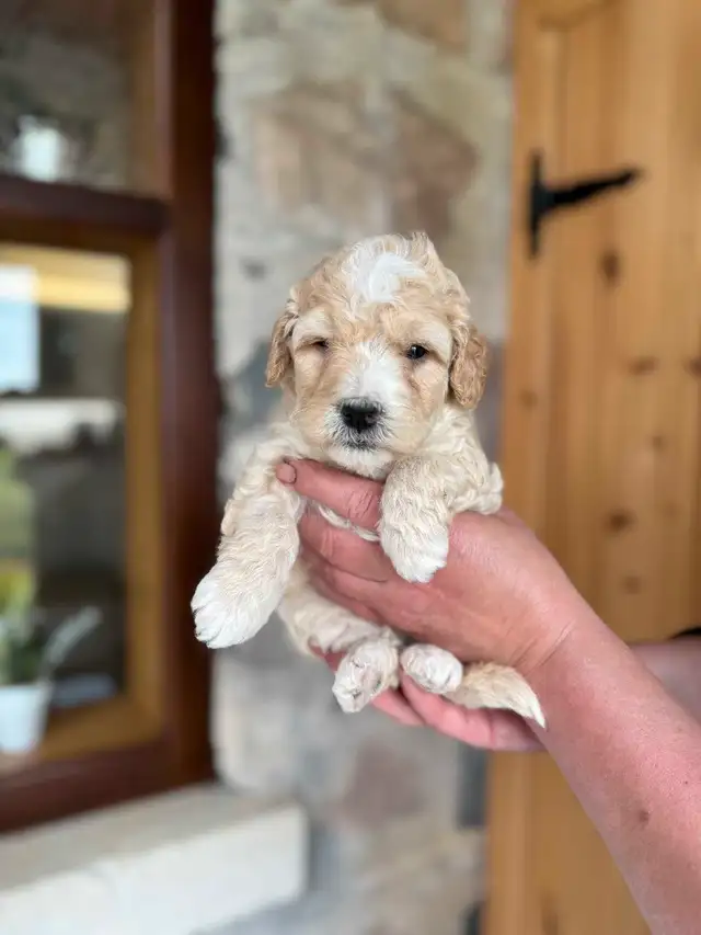Outstanding F2 Mini Bernedoodle Puppies in Dogs & Puppies for Rehoming in Markham / York Region - Image 11