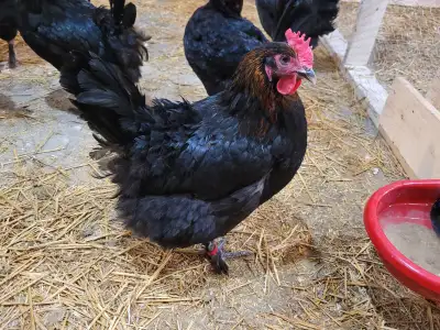 French Copper Marans eggs and chicks for sale, View more