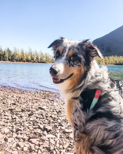 Dog for rehome, View more