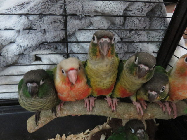 **CHOOSE YOUR COLOUR**HANDFED BABY CONURES**W/CARE PKG & DNA** in Birds for Rehoming in Mississauga / Peel Region - Image 2