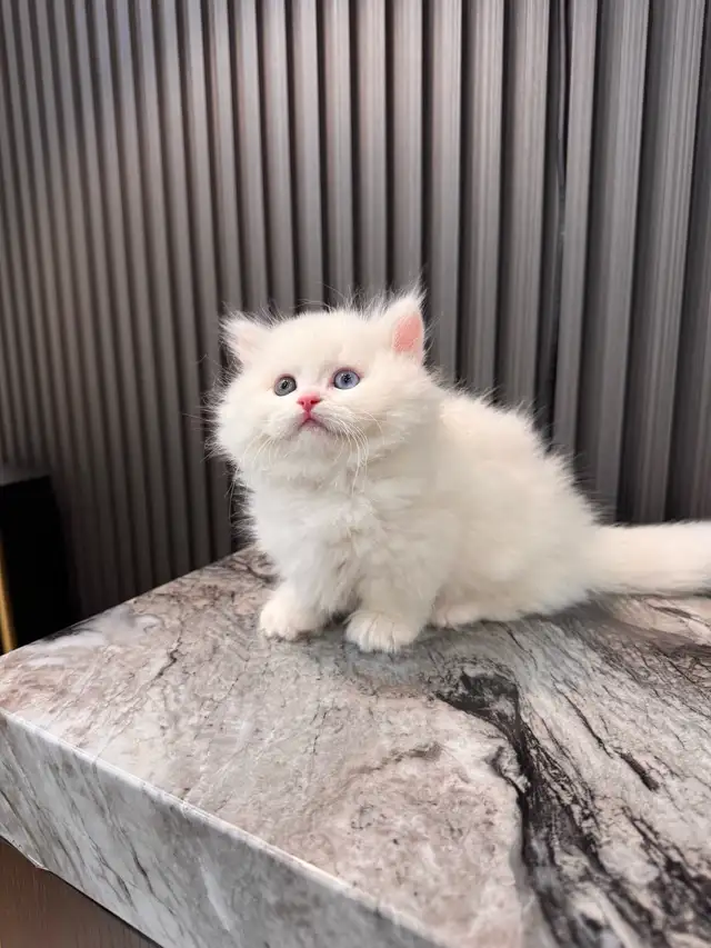 british longhair short leg munchkin kittens in Cats & Kittens for Rehoming in Oakville / Halton Region - Image 3