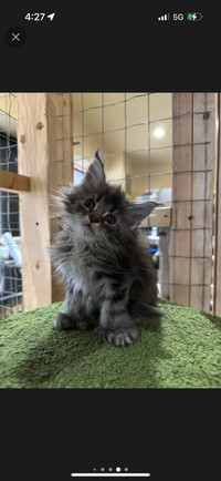 MAINE COON TICA REGISTERED 