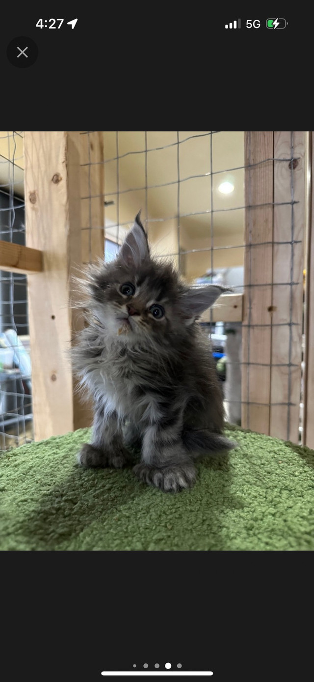 MAINE COON TICA REGISTERED  in Cats & Kittens for Rehoming in Calgary