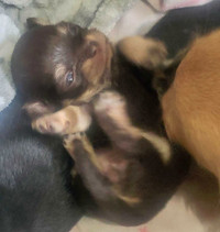 Chihuahua puppies!