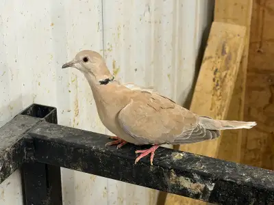 Young dove , View more