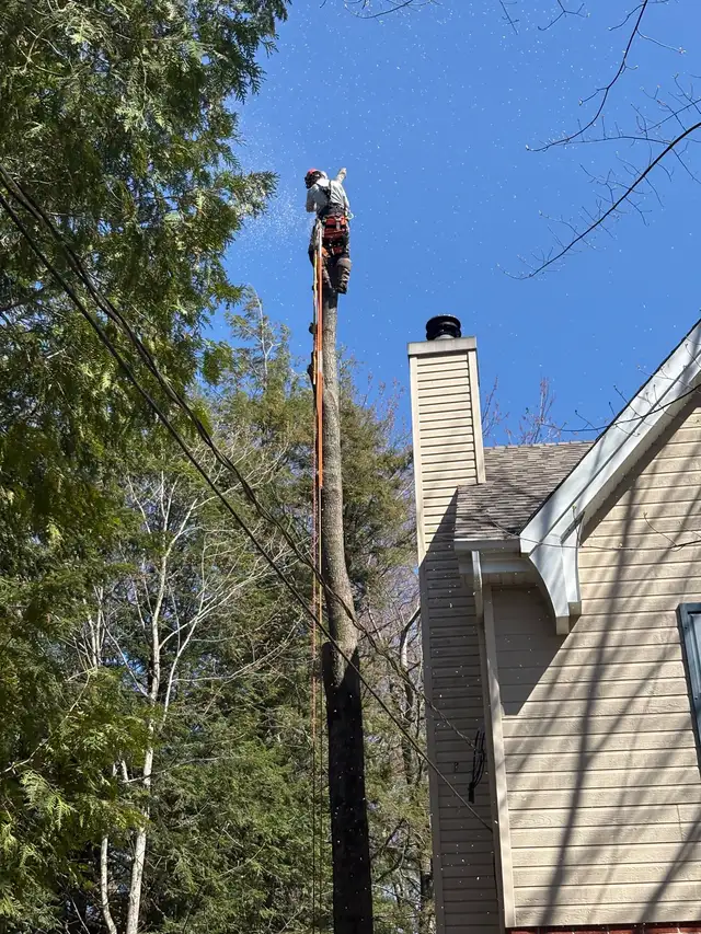 Pruning and Tree Trimming595971078452029448