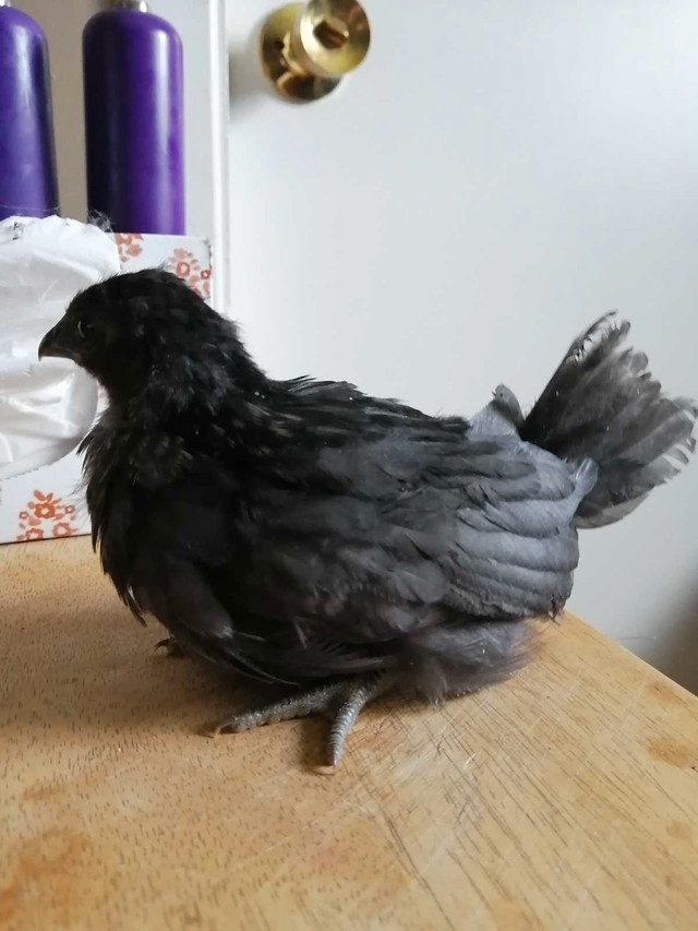 4 poules serama noirs  dans Animaux de ferme  à Laurentides