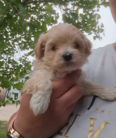Beautiful litter of Maltipoo pups! Born Aprl 25th ready to go June 20th. All our pups are spoken for...