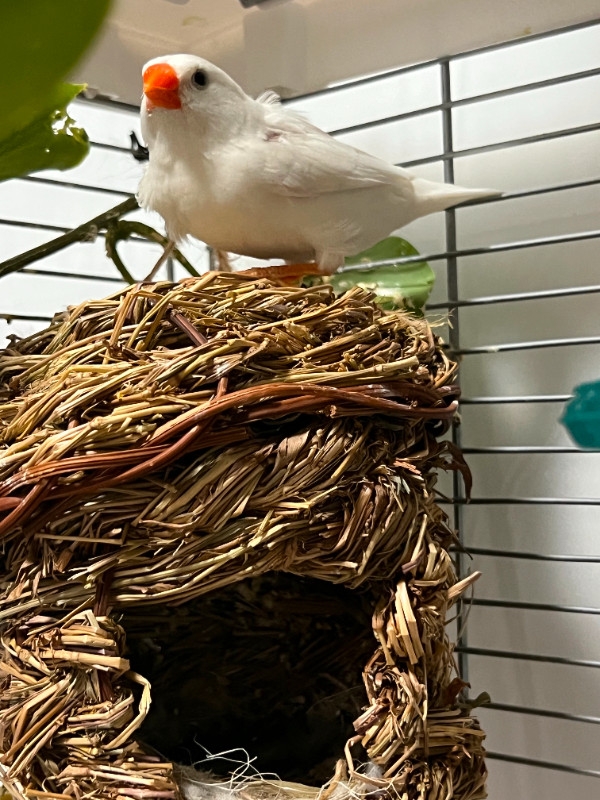 Breading pair Zebra finch with Vision cage in Birds for Rehoming in St. Albert - Image 3