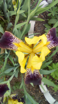 Iris root, New variety plant food