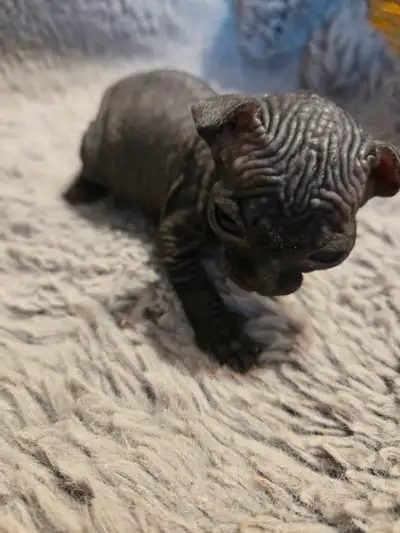 Last beautiful Sphynx kitten, View more