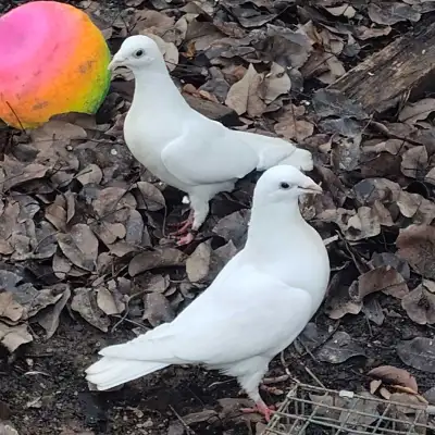White pair of pigeons , View more