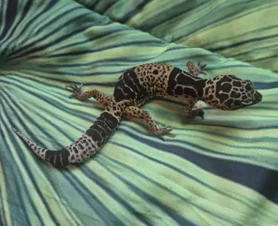 Plusieurs Geckos Léopards à Vendre, View more