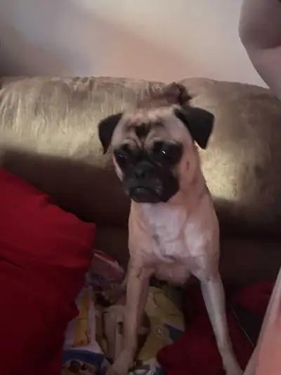 Male Chug & Pug Puppies, View more