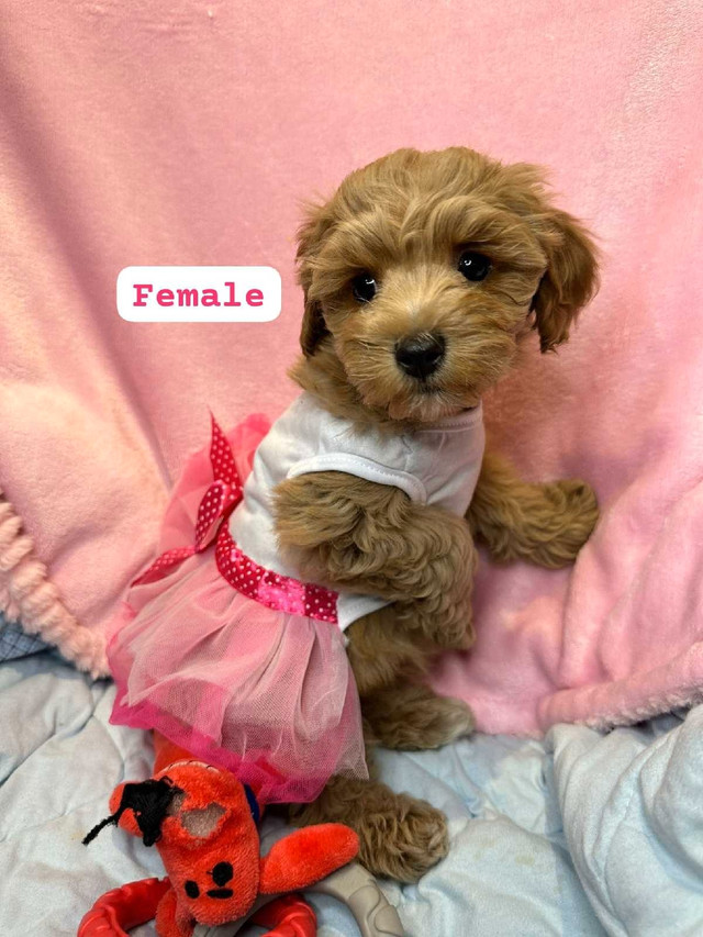 A beautiful and adorable female Bichonpoo (mom is on site) in Dogs & Puppies for Rehoming in Markham / York Region - Image 4