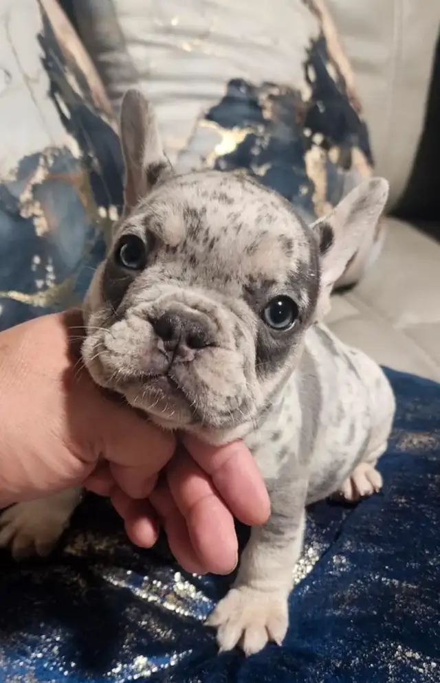 Rare all white fluffy french bulldogs puppies in Dogs & Puppies for Rehoming in City of Toronto - Image 6