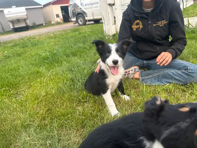 chiot Border Collie in Dogs & Puppies for Rehoming in Trois-Rivières - Image 3