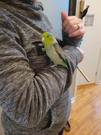 Male Parrotlet and cage