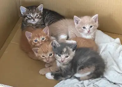 Chatons à adopter- kitten – Nés en mai 2025 – Prêts fin juin Cinq chatons en santé, nés en mai 2025,...