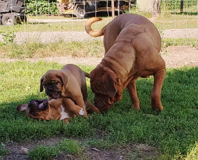CKC Dogue de Bordeaux puppies in Dogs & Puppies for Rehoming in London - Image 5