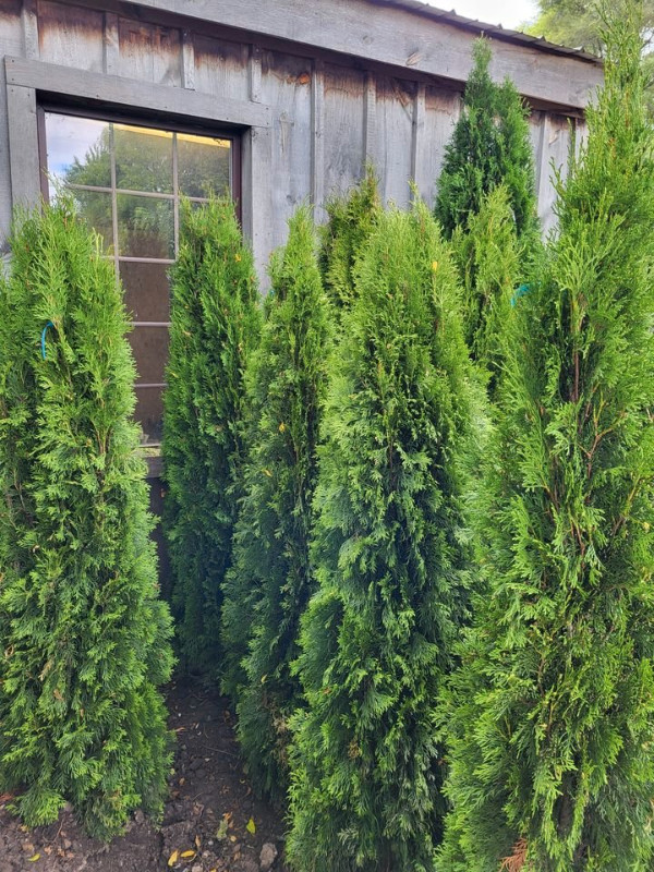 ***Emerald Cedar Spring Special!** in Plants, Fertilizer & Soil in City of Toronto