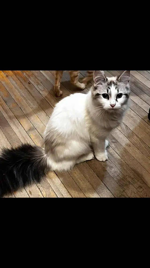 Chatte ragdoll in Cats & Kittens for Rehoming in Laurentides - Image 8