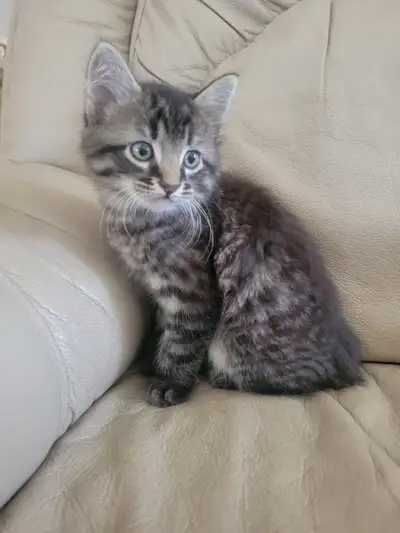 Kittens - very tame and cute, View more