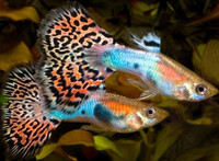 Fancy fantail guppies for sale