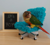 This weekend ONLY!! Handfed baby Conures