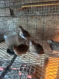Jumbo quail males