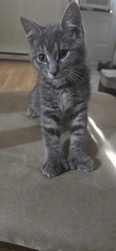 Chaton de 2 ½mois à 6 pattes, View more