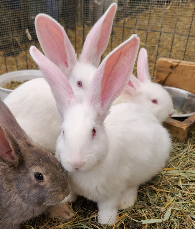 Flemish Giant (25%) x Continental Giant (75%) mix bunny rabbits in Small Animals for Rehoming in Ottawa - Image 4