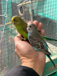 Young baby Budgies