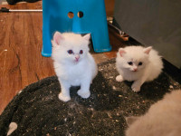 Hello Two cute kitten 