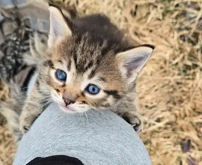 3 petites femelles Highland Lynx mix de disponible à partir du 10 mai 2 femelles sans queue (1 gêne)...