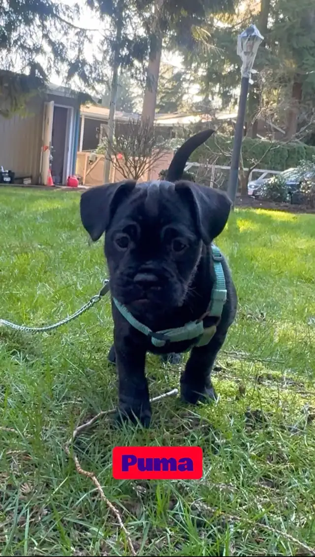 3/4 Frenchie Jack Bull Puppies in Dogs & Puppies for Rehoming in Delta/Surrey/Langley - Image 2