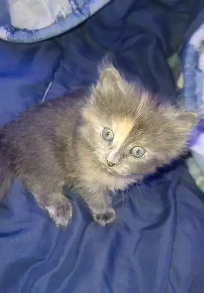 female kitten, View more