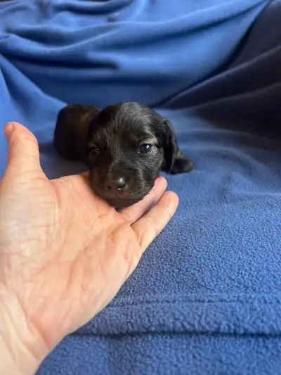 Beautiful Mini Dachshunds, View more