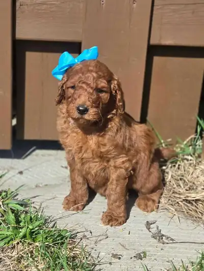 goldendoodle , View more