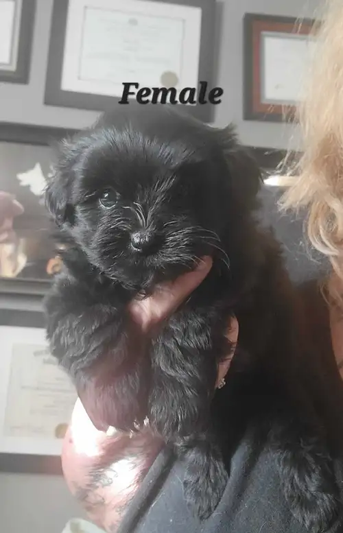 ⭐️Maddie puppies still available! Ready to go Saturday the 31st $1400 You can reserve one of Maddie'...