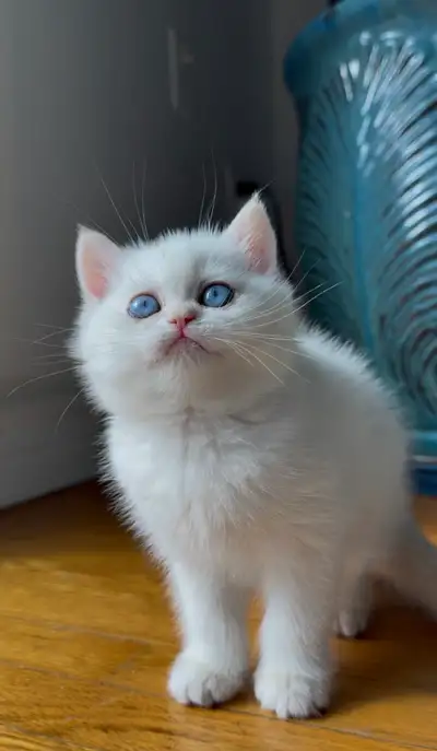 British shorthair kitten, View more
