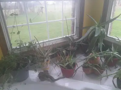 Aloe Vera and Jade Plants for sale, View more