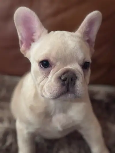 French bulldog, View more